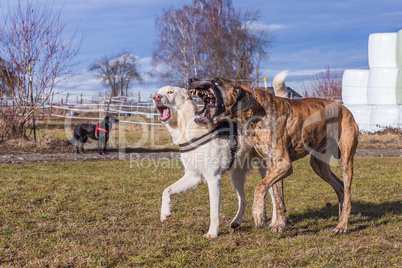 dogs playing