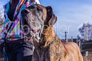 great dane portrait