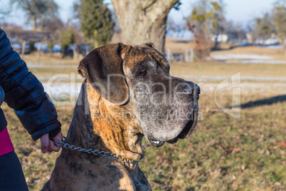 mastiff portrait