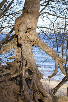 Baum - freistehende Wurzeln