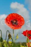 Single flower of wild red poppy on blue sky background with focus on flower