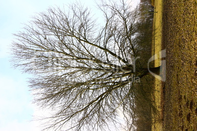 Alter Baum in der Nähe des Aasees bei Münster