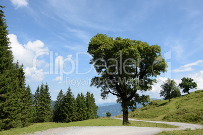 Baum bei Mellau