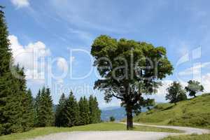 Baum bei Mellau