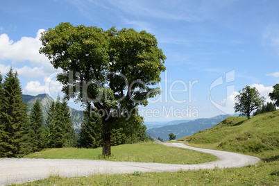 Baum bei Mellau