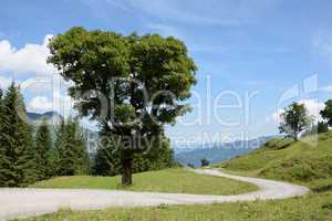 Baum bei Mellau