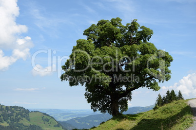 Baum bei Mellau