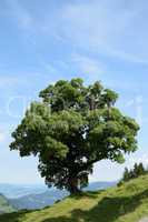 Baum bei Mellau