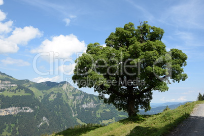 Baum bei Mellau