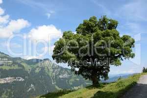 Baum bei Mellau