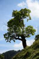 Baum bei Mellau