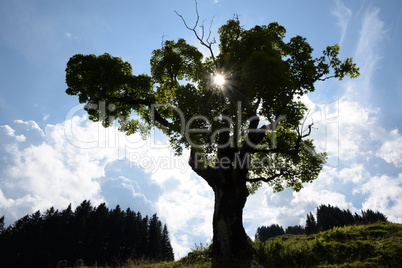 Baum bei Mellau