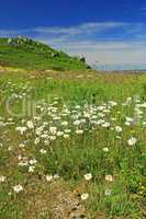 Margeriten (Leucanthemum)