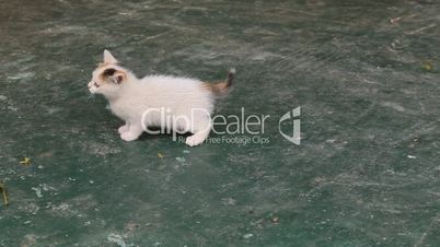 Two  kittens playing on the ground