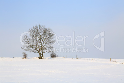 einsamer Baum in Winterlandschaft