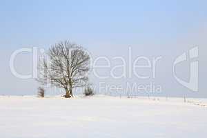 einsamer Baum in Winterlandschaft