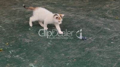Kitten playing on the ground