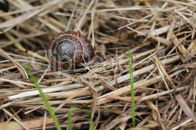 Schnecke