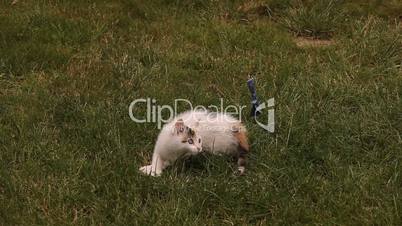 Kitten playing on the grass in the garden