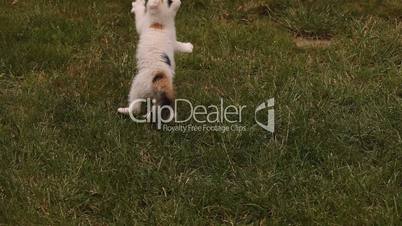 Kitten playing on the grass in the garden