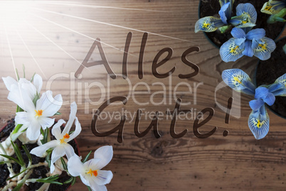 Sunny Crocus And Hyacinth, Alles Gute Means Best Wishes