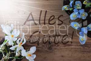Sunny Crocus And Hyacinth, Alles Gute Means Best Wishes