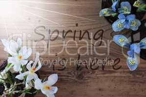 Sunny Crocus And Hyacinth, Text Spring Is Here