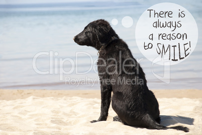 Dog At Sandy Beach, Quote Always Reason To Smile