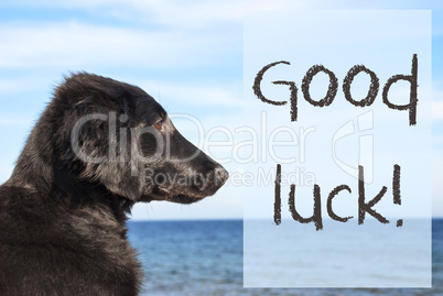 Dog At Ocean, Text Good Luck