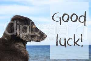Dog At Ocean, Text Good Luck