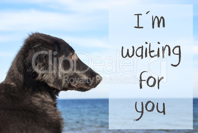 Dog At Ocean, Text I Am Waiting For You