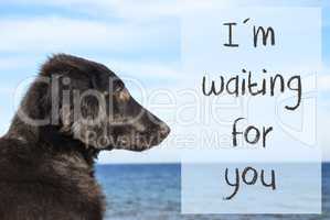 Dog At Ocean, Text I Am Waiting For You