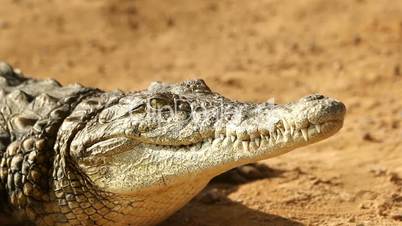 Crocodile lying in the sun breathing and waiting close-up