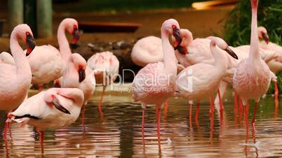 Group of flamingos standing in water basin preening themselfs