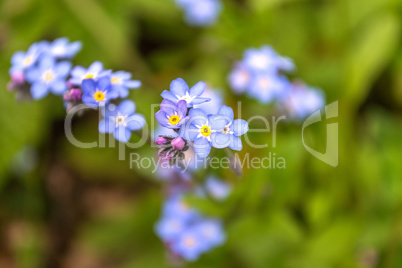 Blue flower