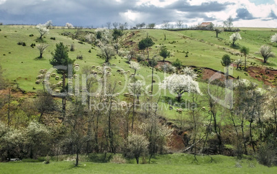 Sheepheard on hill