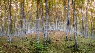 Trees in forest