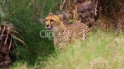 Beautiful cheetah creeps through undergrowth hunting for food