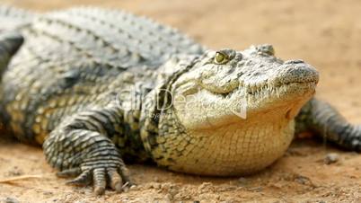 Crocodile lying in the sun breathing and waiting close-up