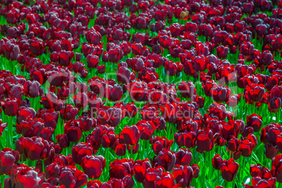 Glade of black fresh tulips in the Keukenhof