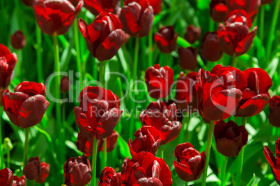 Fresh black tulips on the flowerbed close-up