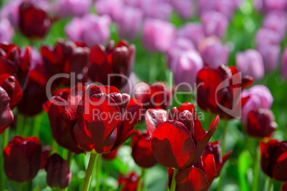 Fresh black tulips on the flowerbed close-up