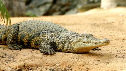 Crocodile lying on the ground in focus while a second crocodile sneaks in the background