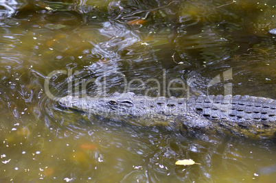 Crocodile eyes in a water body