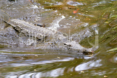 Crocodile eyes in a water body