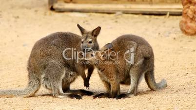 Two kangaroos sniffing each other on sandy ground