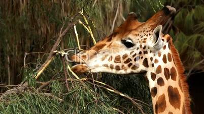 Giraffe eating bushes from a tree close-up