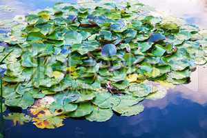 Leaves of water lily