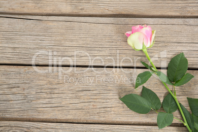 Pink rose on wooden background