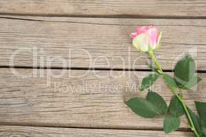 Pink rose on wooden background